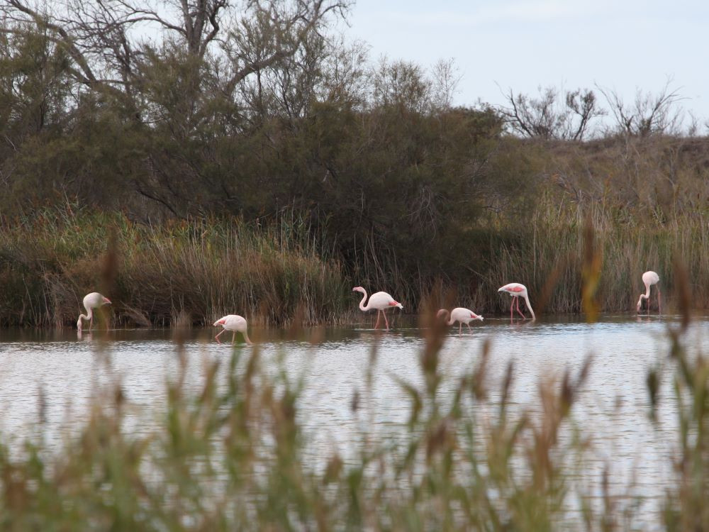 Flamingo's Camargue