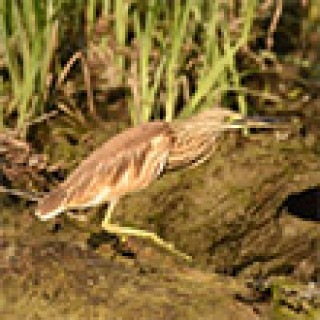 Afbeelding voor BirdingBreaks - Vogelreizen Donaudelta