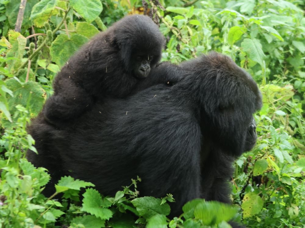 Gorilla's
