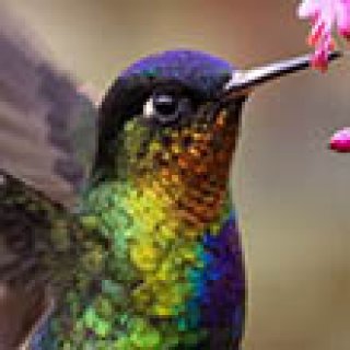 Afbeelding voor PANGEA Travel - Costa Rica