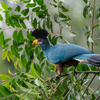 Afbeelding voor Vogels in Oeganda