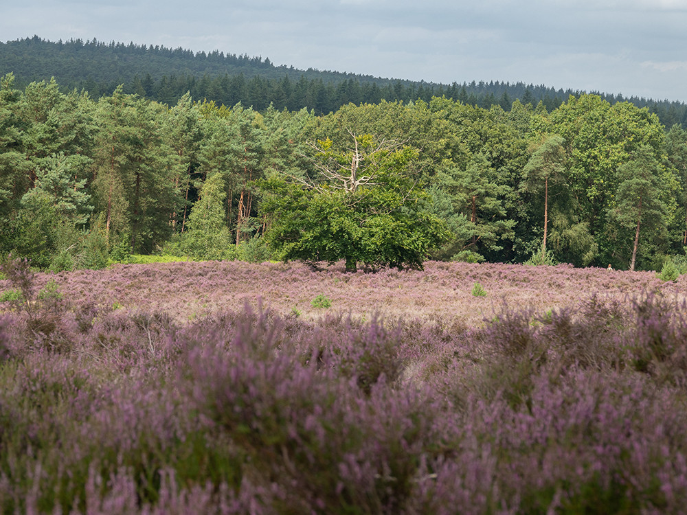 Bloeiende heide op de Heuvelrug