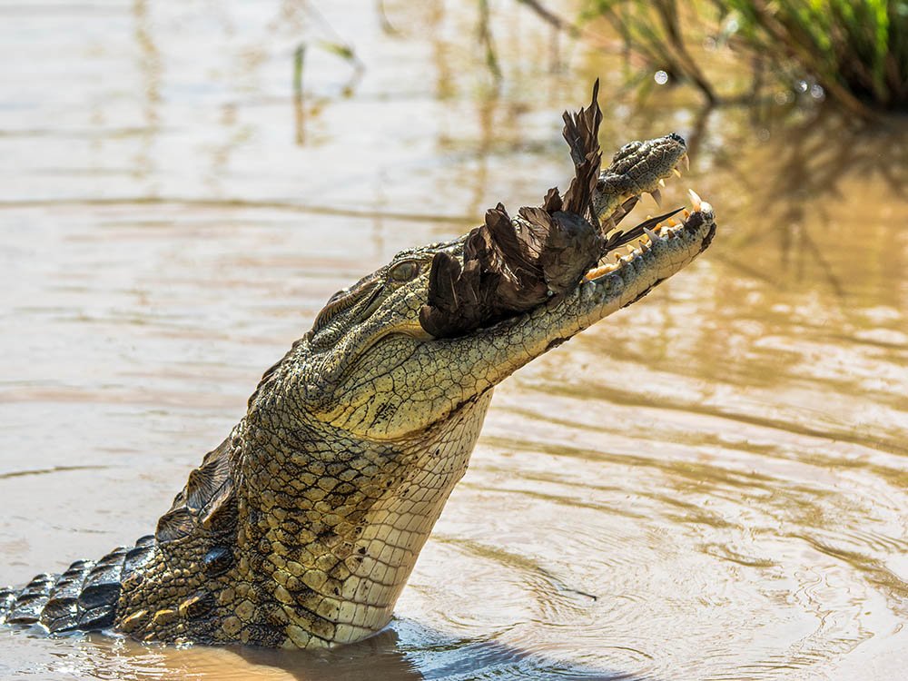 Krokodil met prooi