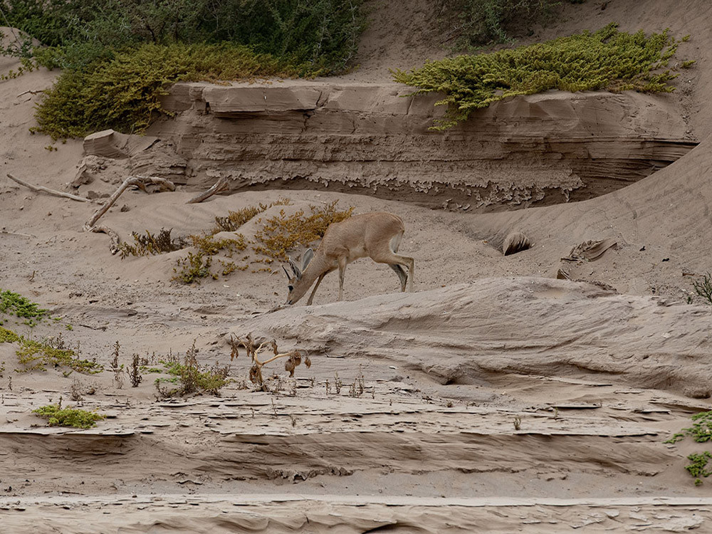 De Namibische steenbok, een van de kleinste antilopen rond Hoanib