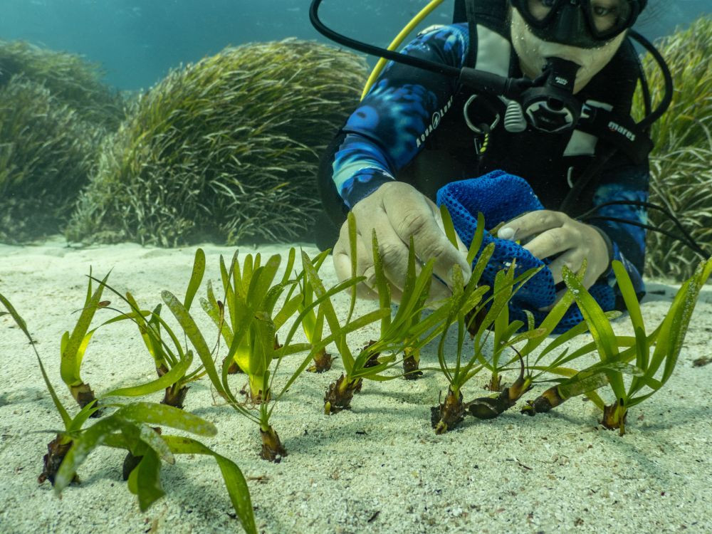 Zeegras aanplanten