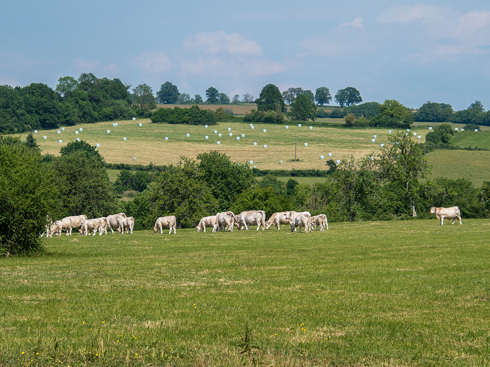 Landschap Franse Ardennen