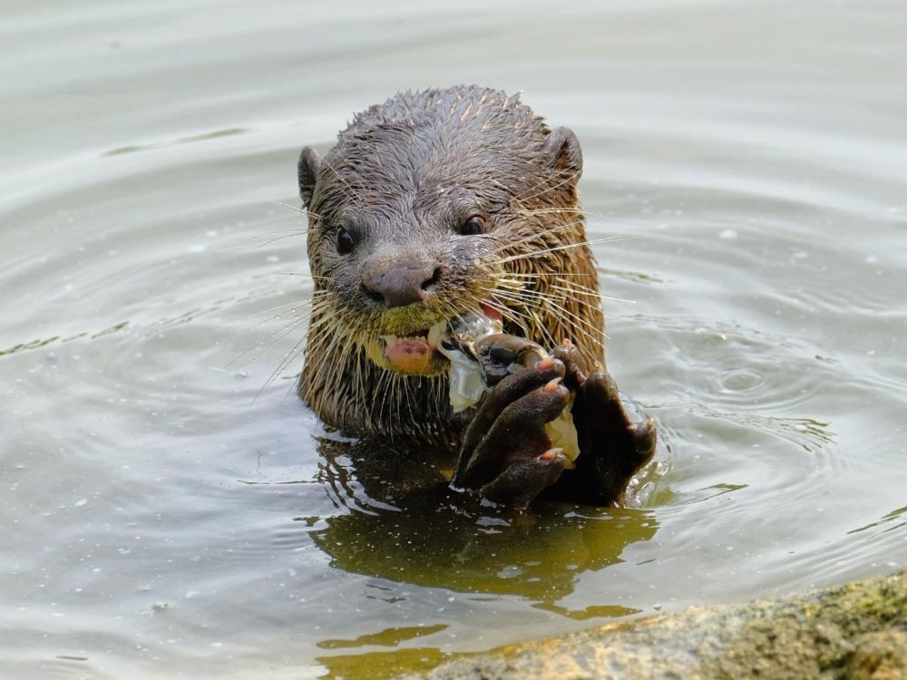 Otter