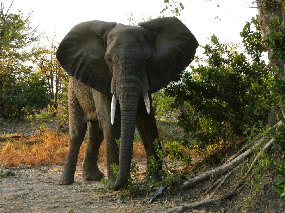 Elephant