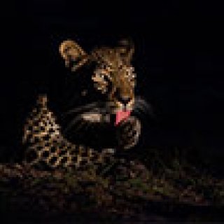 Afbeelding voor Afrika Safari - Nachtelijke safari Lake Mburo NP