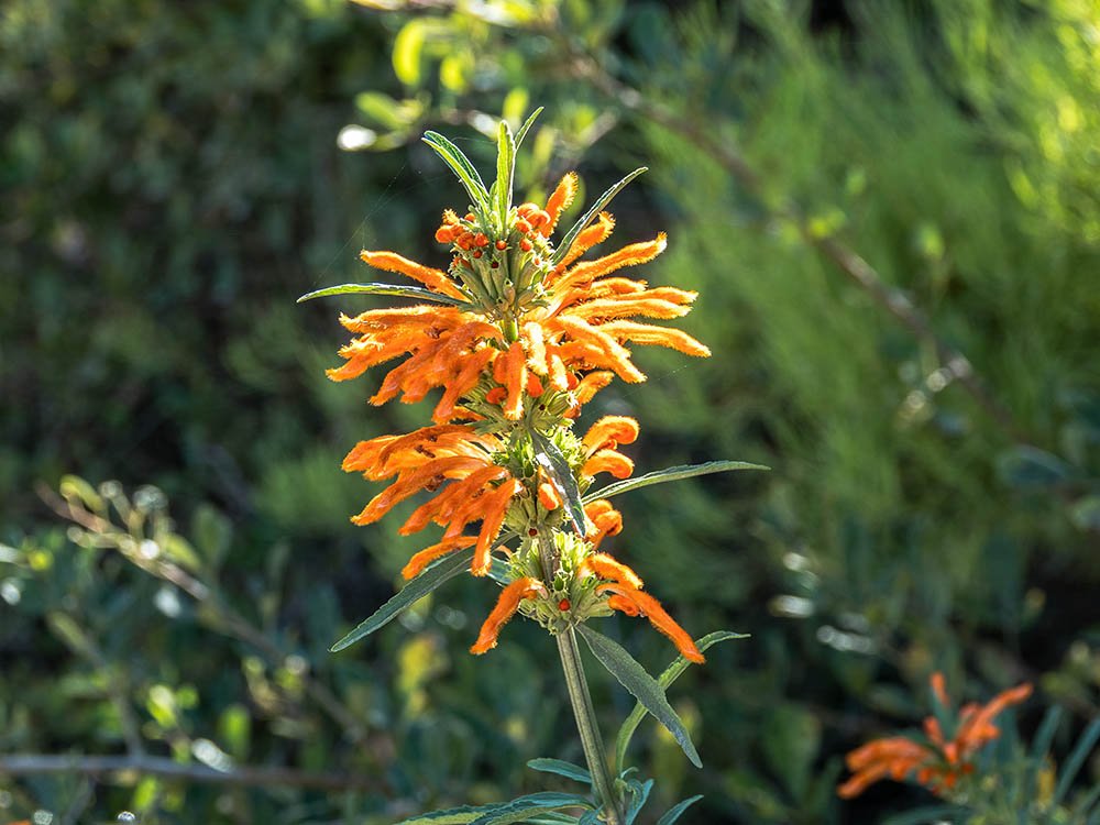 Vegetatie Swartbergpas