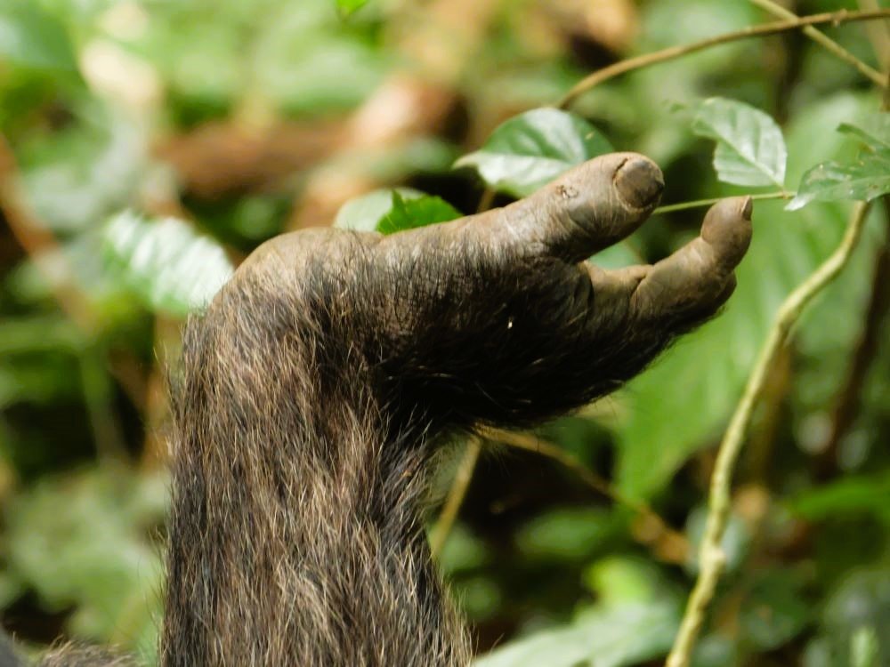 Chimpansee