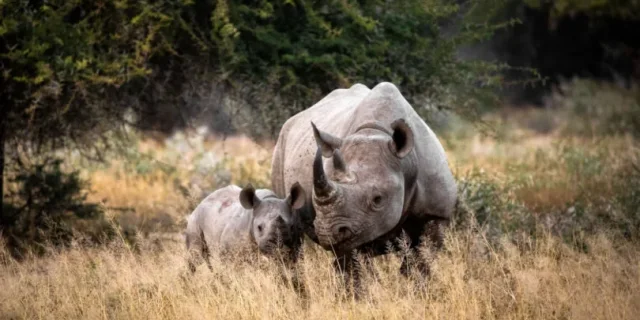 Afbeelding voor Sable Tours - Luxe Privé Safari's