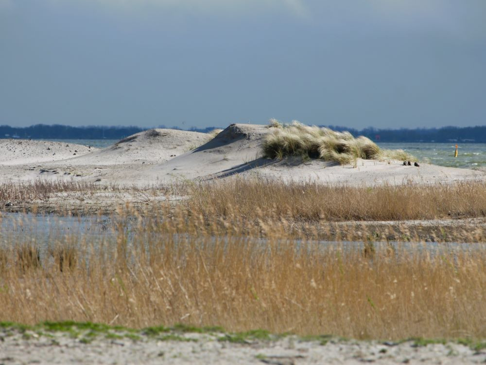 Duinen