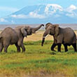 Afbeelding voor Intrepid Travel - Serengeti Trail