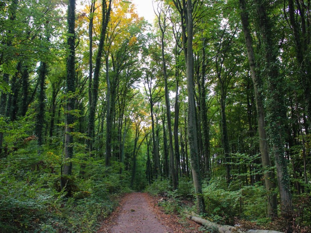 Wandelpad door prachtig bos