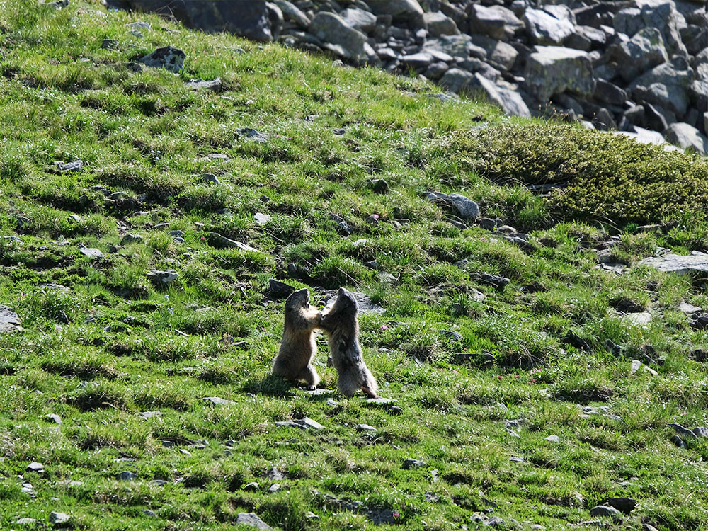 Marmotten in de bergen