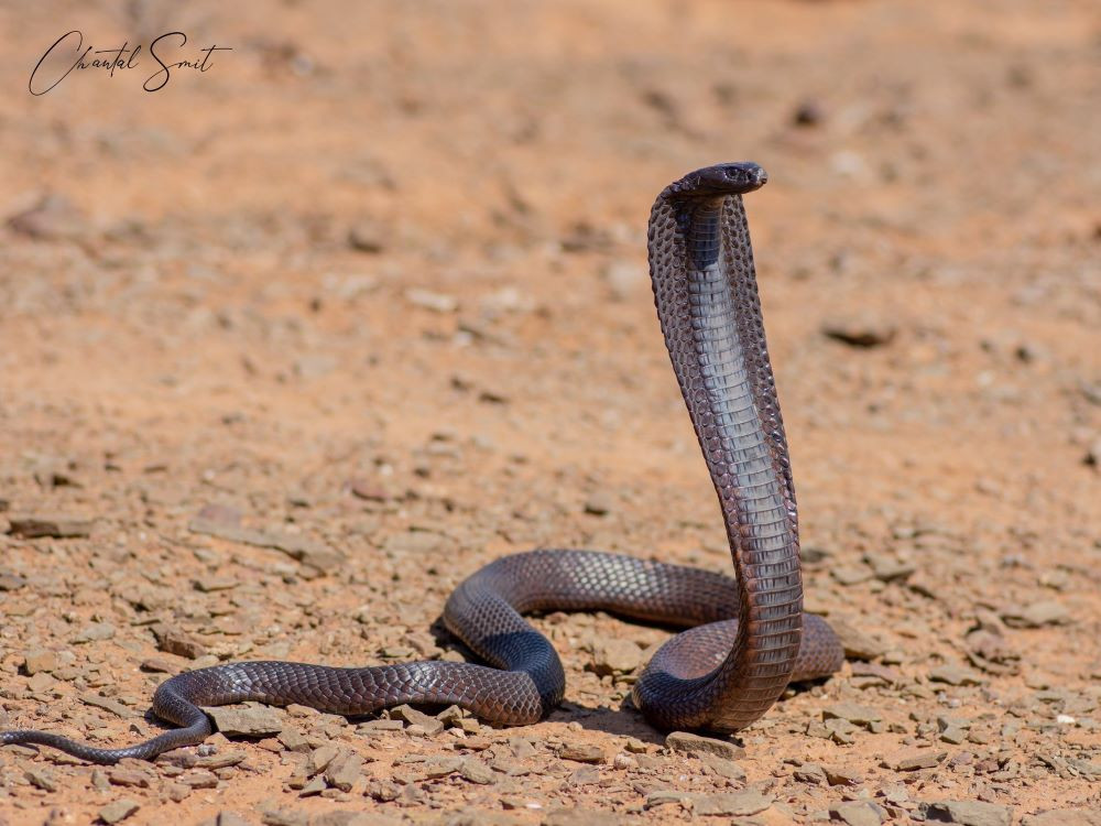 Egyptische cobra