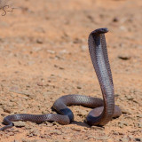 Afbeelding voor Egyptische cobra