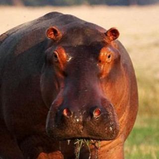 Afbeelding voor Sundowner - Zambia reis