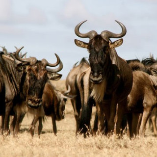 Afbeelding voor Sundowner - Wildlife reizen Tanzania