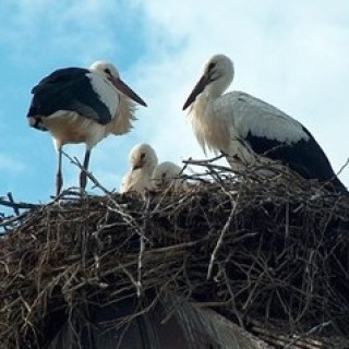 Afbeelding voor SNP - Natuurreizen Polen