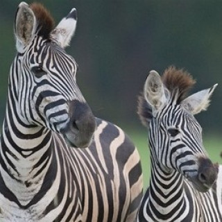 Afbeelding voor SNP - Natuurreizen Zuid-Afrika