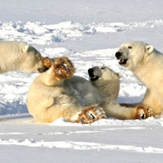 Afbeelding voor Sundowner - IJsberen in Canada