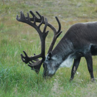 Afbeelding voor Beluga - Noors en Fins Lapland