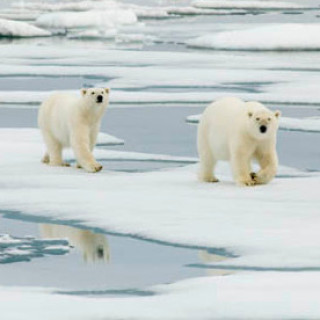 Afbeelding voor Beluga - Spitsbergen reis