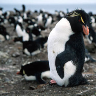 Afbeelding voor Beluga - Reis Falklandeilanden