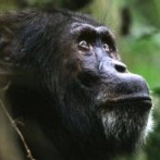 Afbeelding voor All for Nature - Wildlife in Oeganda