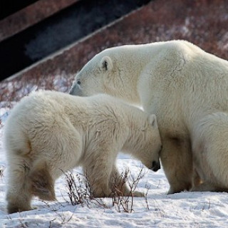 Afbeelding voor Beluga - IJsberen in Churchill