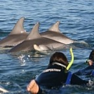 Afbeelding voor Walkabout - Zwemmen met dolfijnen Australië