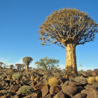 Afbeelding voor Koning Aap - Rondreis Namibië