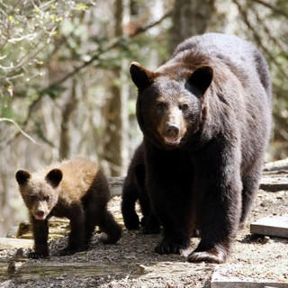 Afbeelding voor Sawadee - Canada natuurreizen