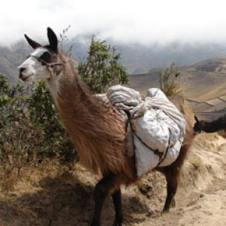 Afbeelding voor Sawadee - Avontuur in Ecuador