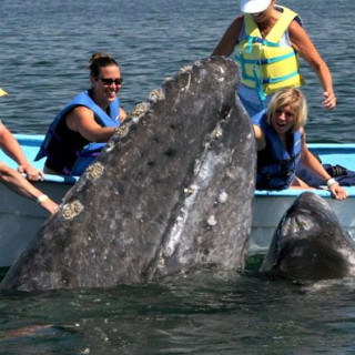 Afbeelding voor Sundowner Reizen - Walvissen Mexico