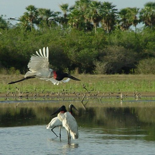 Afbeelding voor Vamonos - Brazilië en de Pantanal op maat