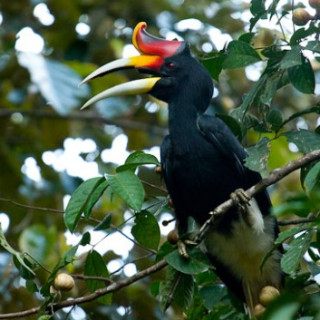 Afbeelding voor Vámonos - Maleisië en Borneo op maat