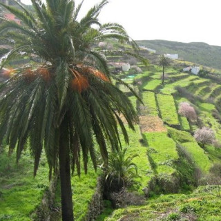 Afbeelding voor STAP Reizen - Wandelen op La Gomera