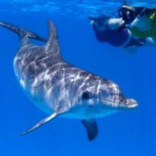 Afbeelding voor Djoser - Azoren & dolfijnen
