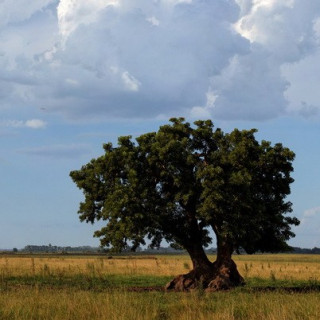 Afbeelding voor Ander Licht Reizen - Natuurreis Uruguay