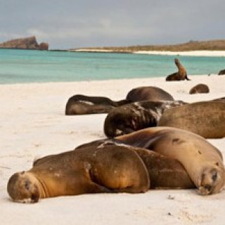 Afbeelding voor Riksja Travel - Galapagos bouwsteen