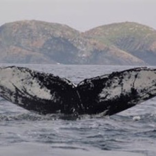 Afbeelding voor Beluga - Wildlife reis Newfoundland