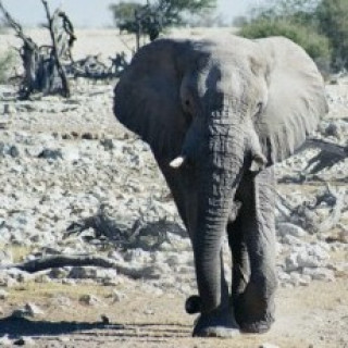 Afbeelding voor Explore Namibia - Fly & Drive