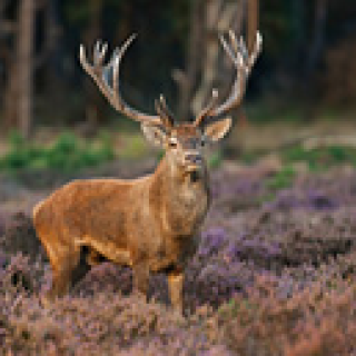 Afbeelding voor TUI - Wandelen en fietsen Veluwe