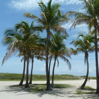 Afbeelding voor TUI - Rondreis Klassiek Florida