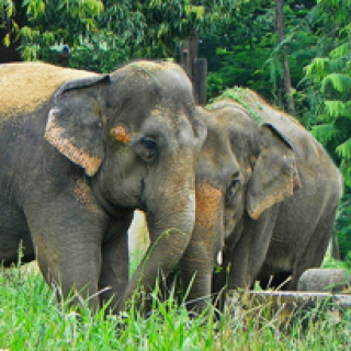 Afbeelding voor Riksja Travel - Bouwstenen Zuid-India