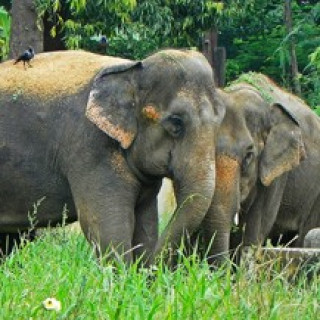 Afbeelding voor Riksja Travel - Bouwstenen Zuid-India