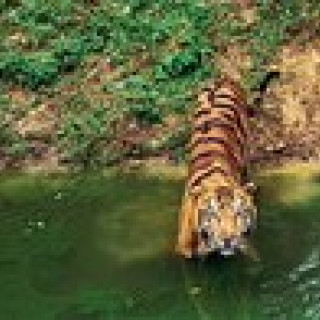 Afbeelding voor PANGEA Travel - Sundarbans en Orissa